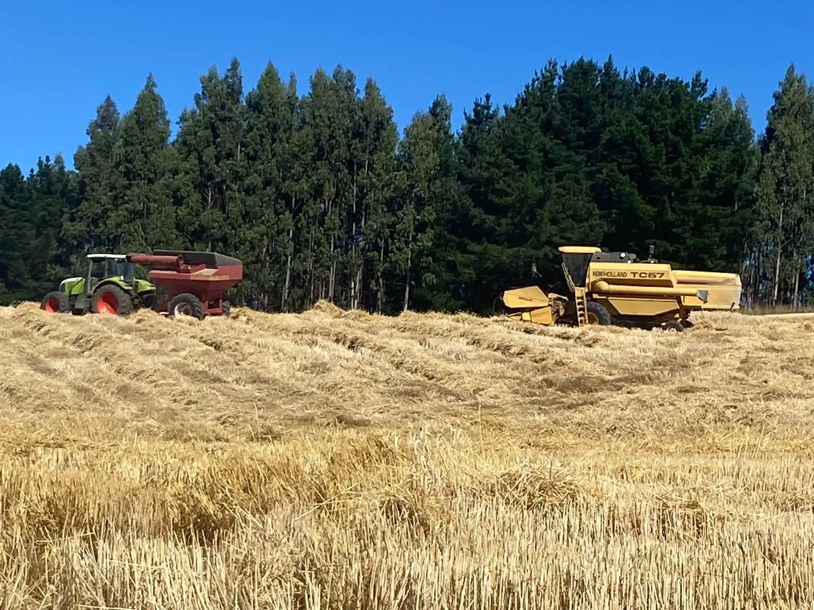 Harvest at Fundo Río Blanco
